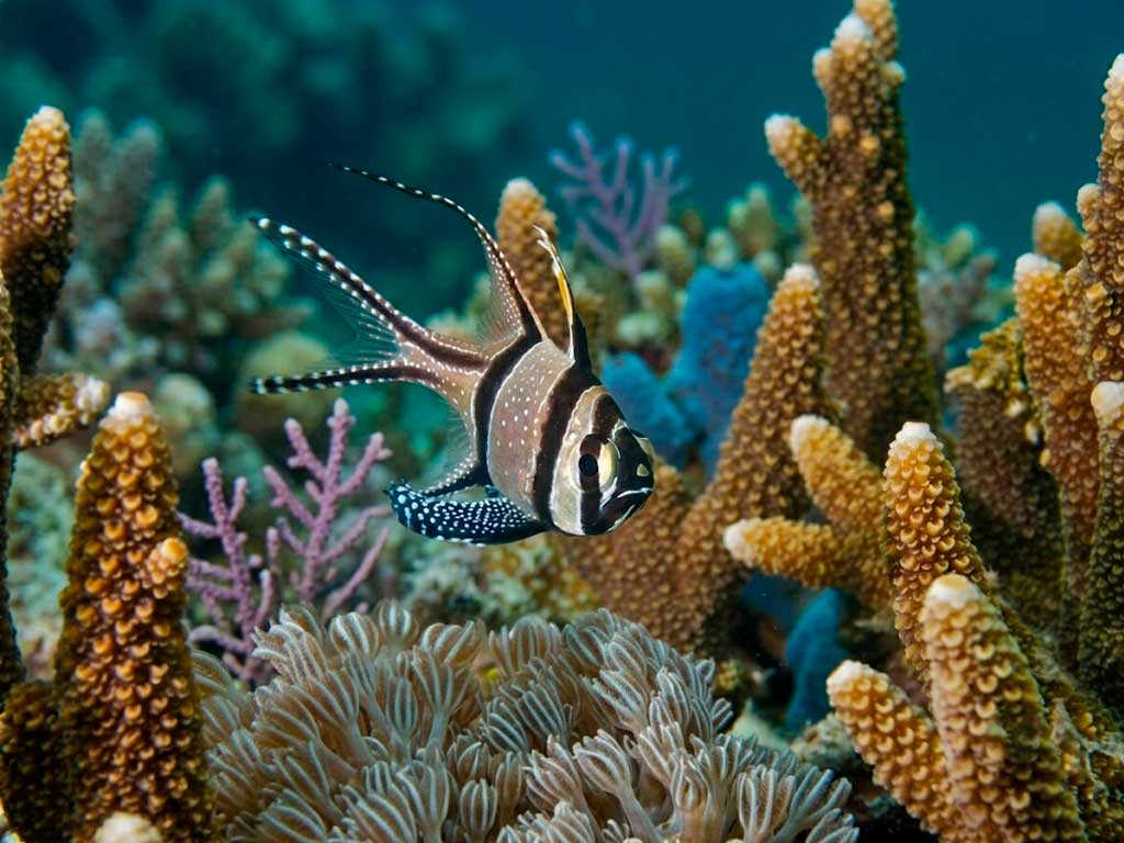 Banggai Cardinalfish Care Guide: Tank, Diet & Breeding
