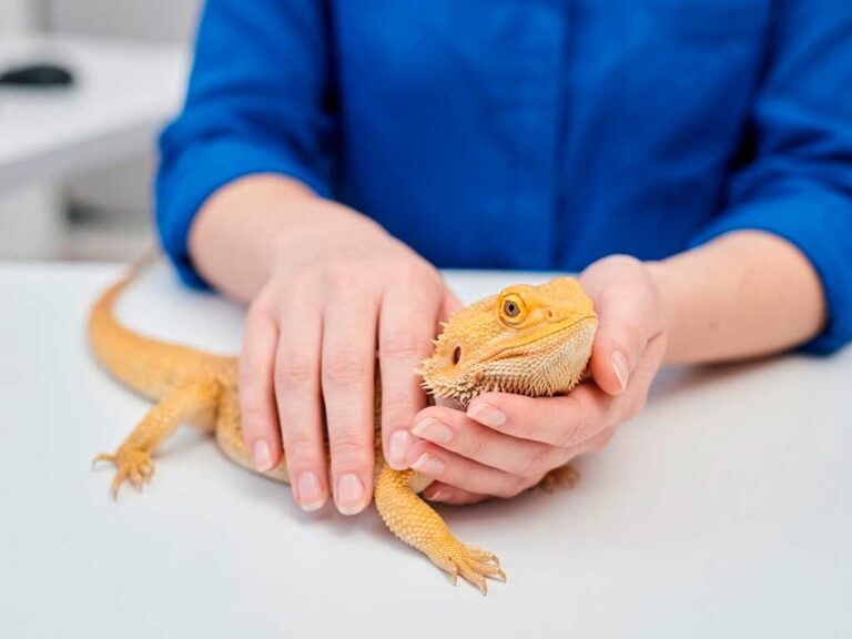Bearded Dragon Care: The Complete Beginner Guide