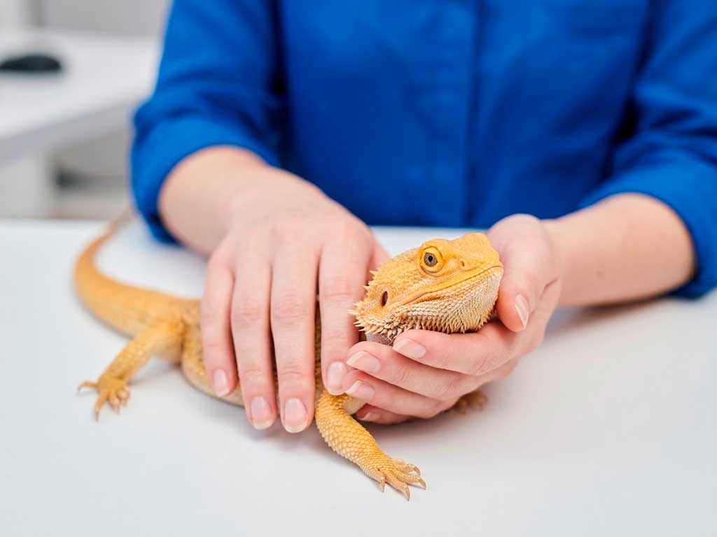 Bearded Dragon Care: The Complete Beginner Guide