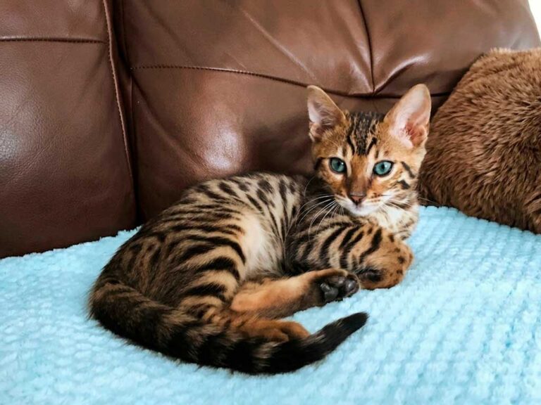 Bengal Cat Guide: Personality, Care, Cost, and Wild Ancestry