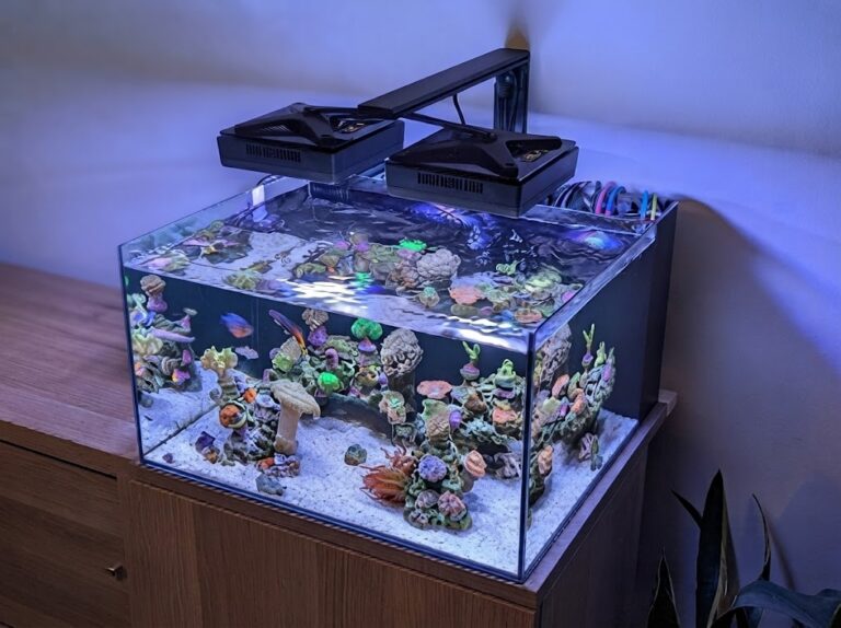 Best Saltwater Fish for Beginners: Top 10 Hardy Picks