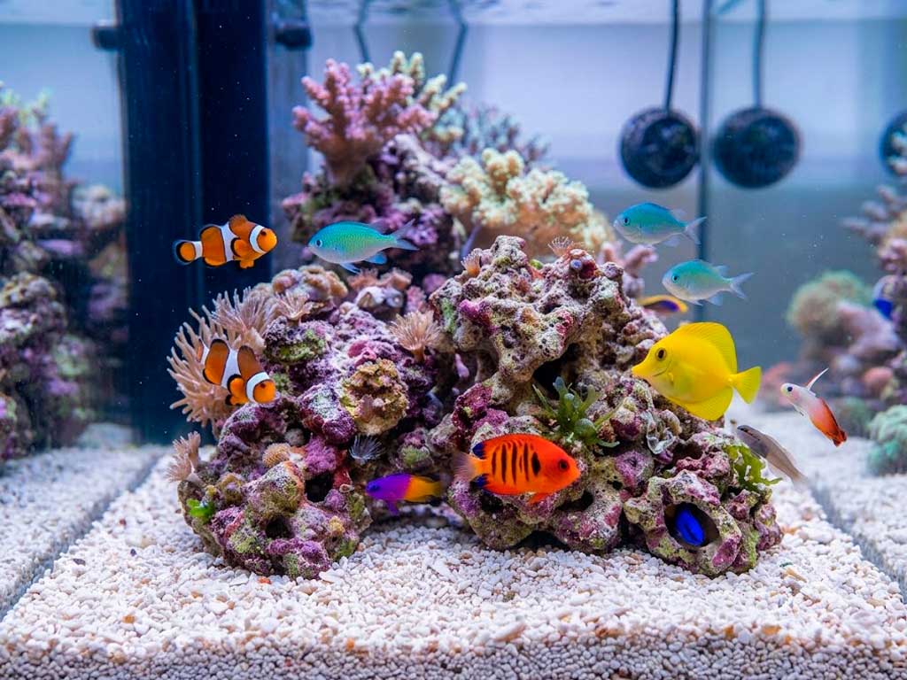Best Saltwater Fish for Beginners: Top 10 Hardy Picks