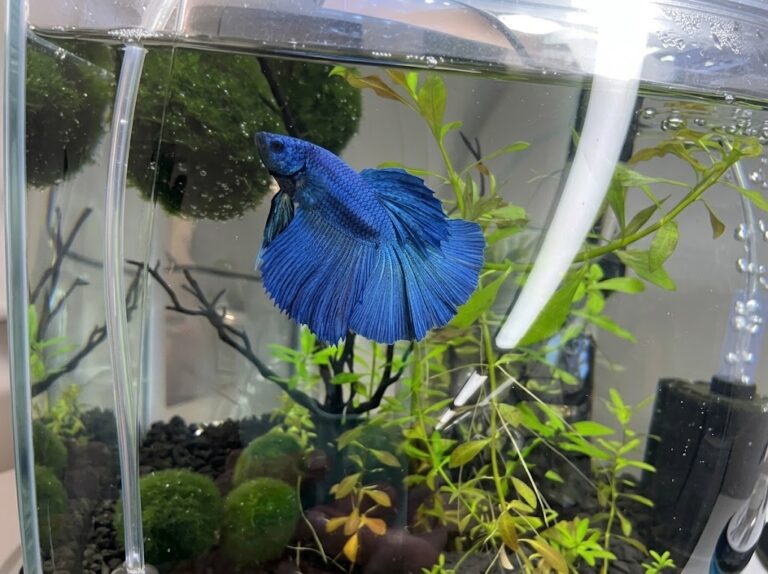 betta fish