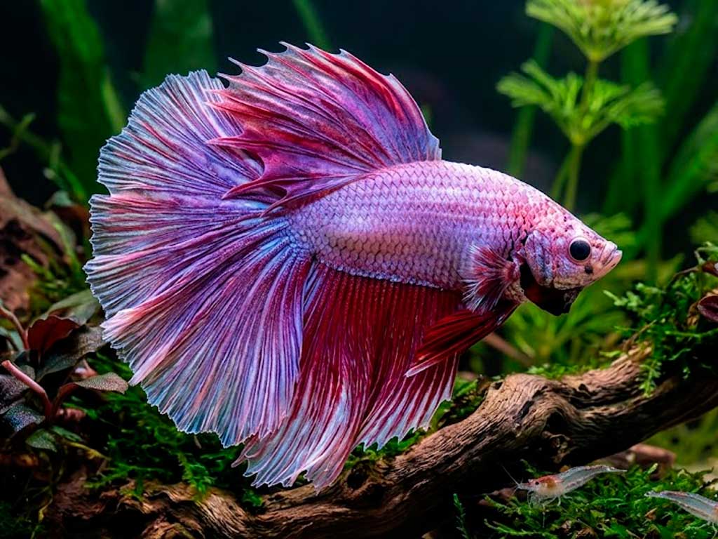 Betta Fish Care Guide: Wild Origins, Myths & Real Care