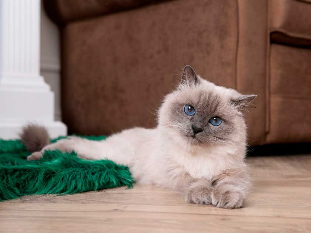 Birman Cat: Breed Guide, Personality & Price