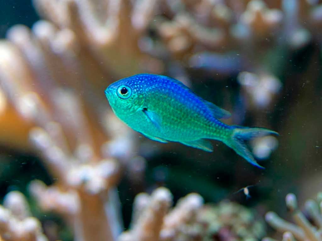 Blue-Green Chromis Care Guide: The Schooling Truth