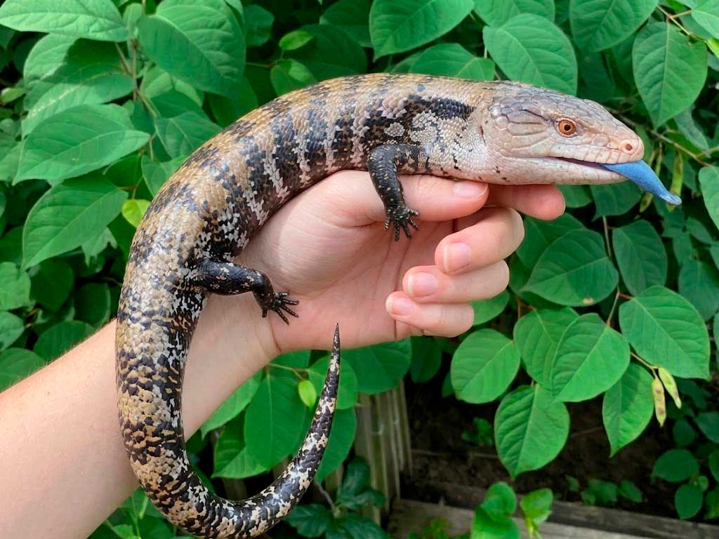 Blue Tongue Skink as a Pet: Complete Beginner Guide
