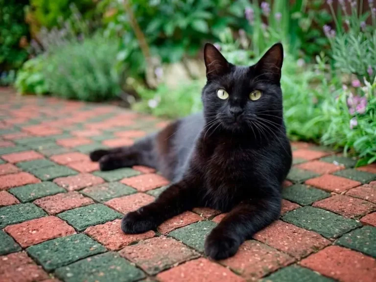 Bombay Cat