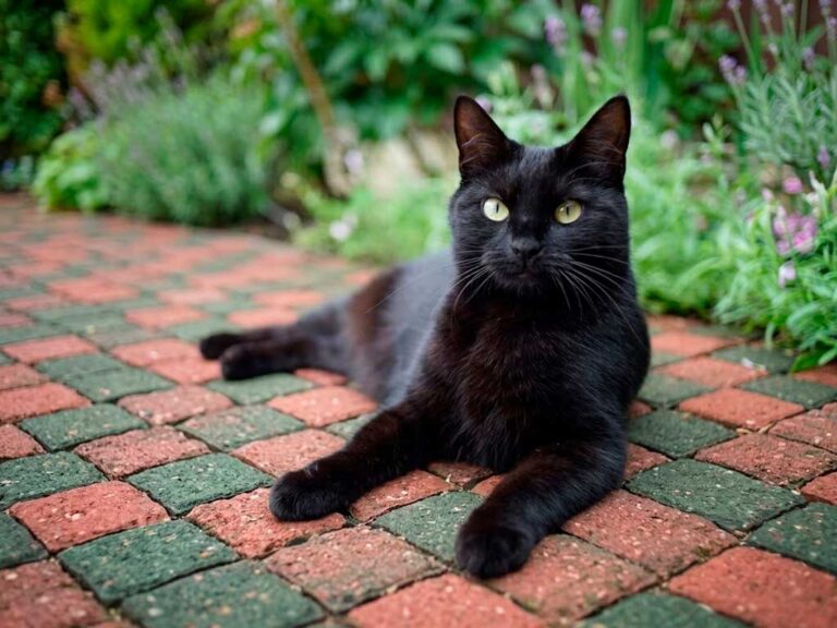 Bombay Cat: Breed Guide, Personality & Price