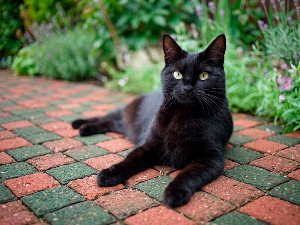Bombay Cat: Breed Guide, Personality & Price