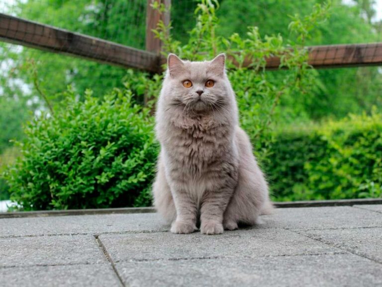 British Longhair Cat: Breed Guide, Personality & Price