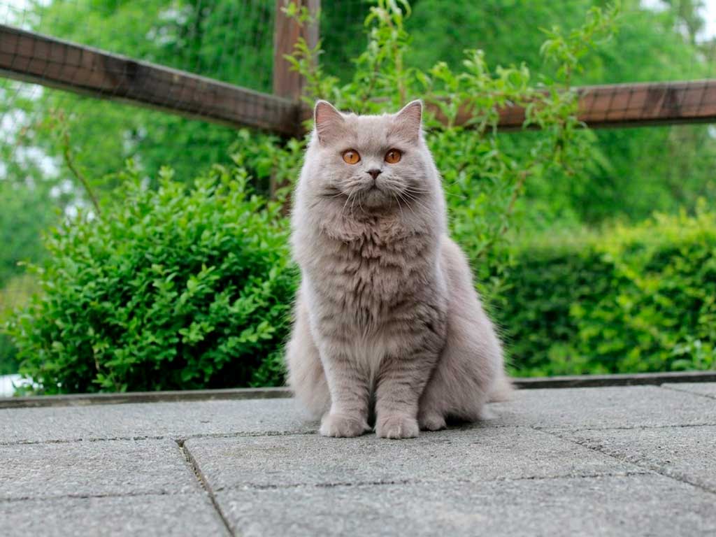 British Longhair Cat: Breed Guide, Personality & Price