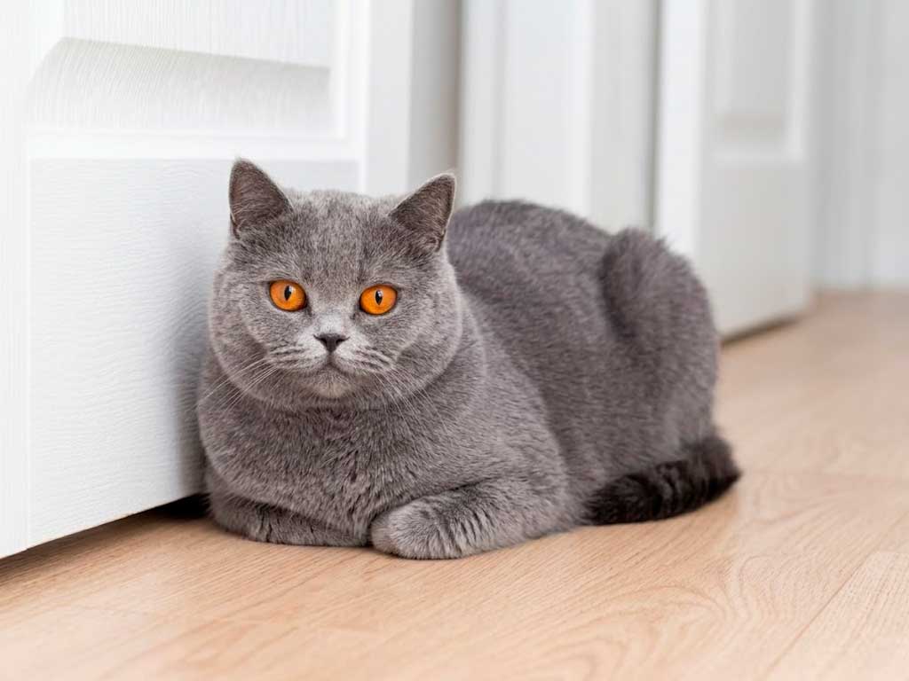 British Shorthair Cat: Breed Guide, Personality & Price