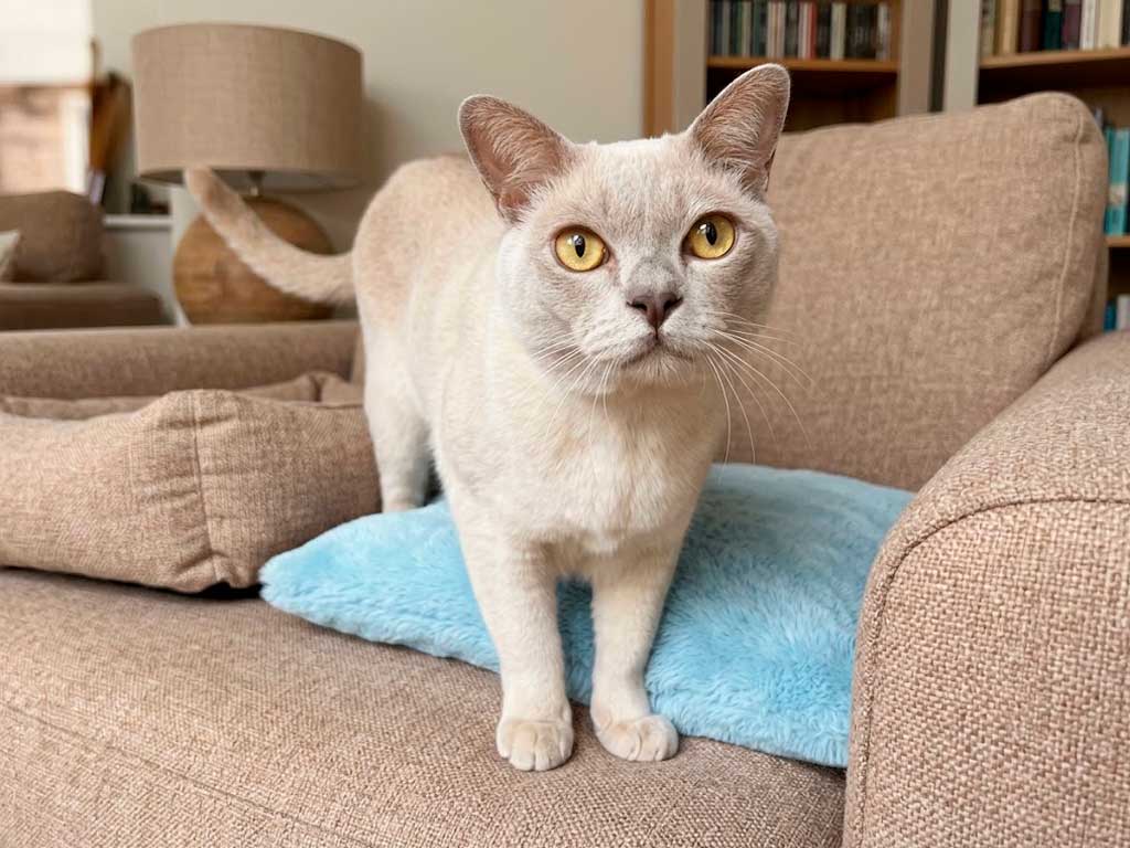 Burmese Cats Explained: The 'Velcro Kitty' With Golden Eyes