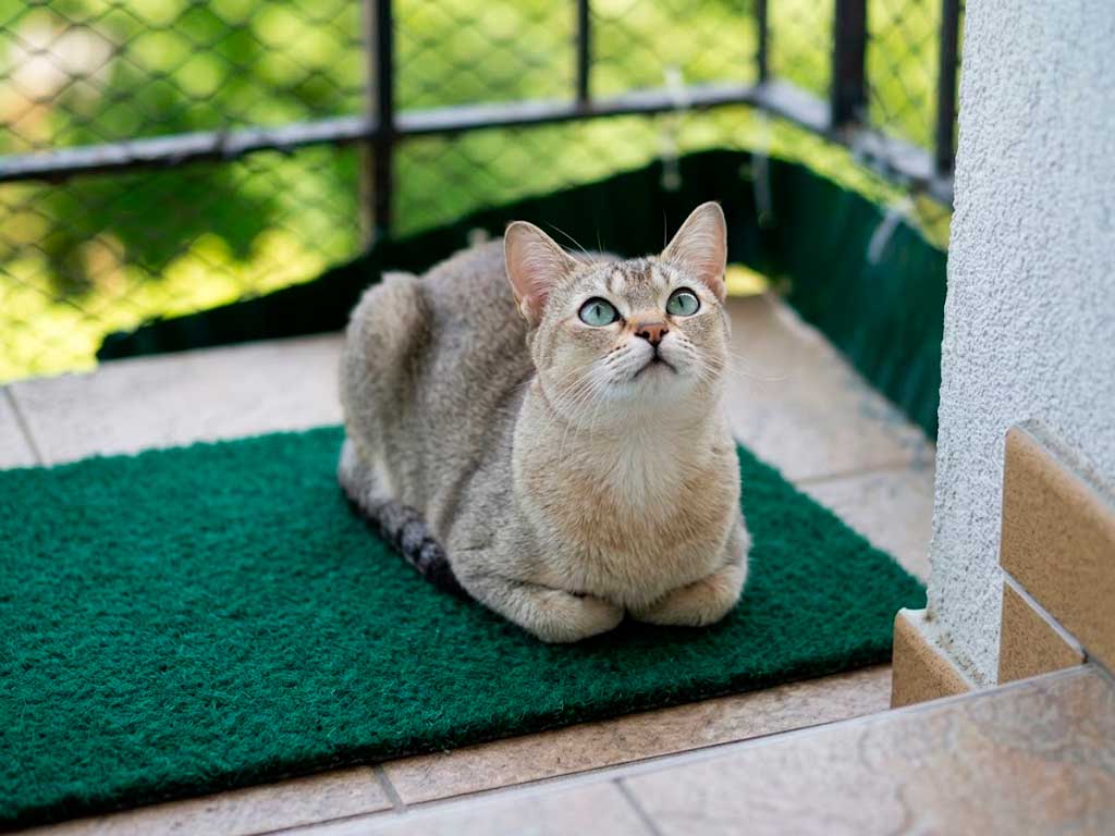 Burmilla Cat: A Breed Born From One Happy Accident