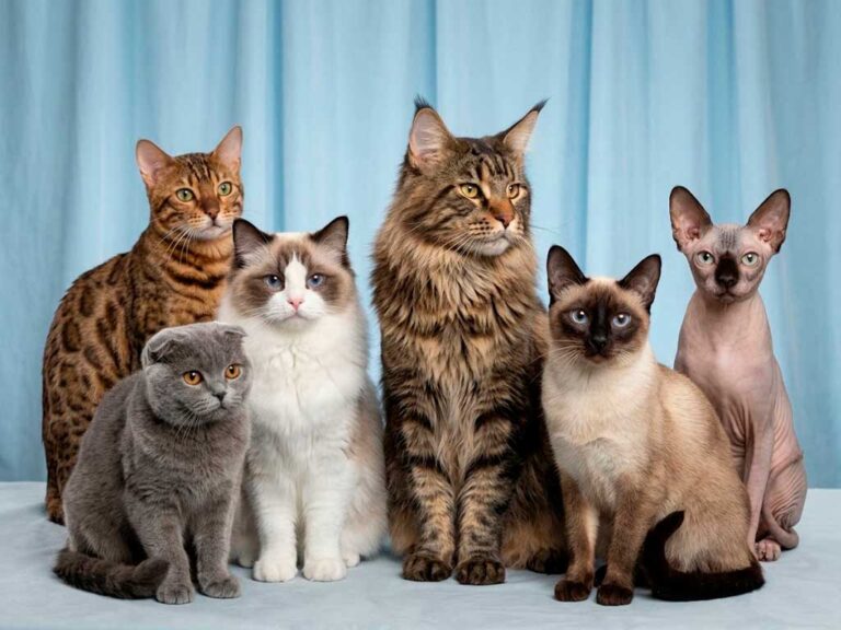 Cat Breeds guide: The Complete Guide to 58 Types of Cats