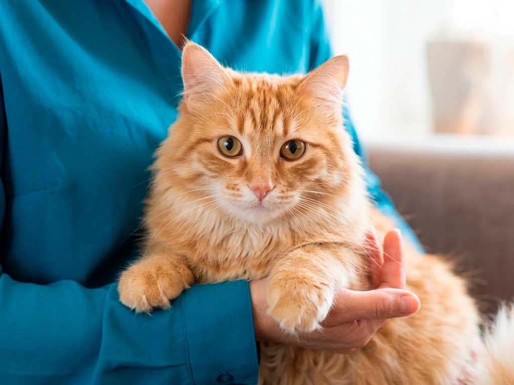 Cat Insurance: The Complete Guide for Cat Owners