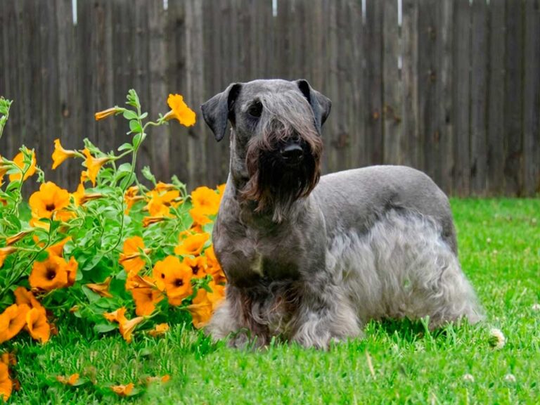 Cesky Terrier: Built From Two Other Terriers