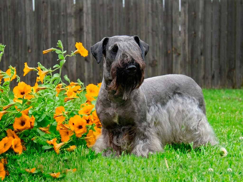 Cesky Terrier: Built From Two Other Terriers