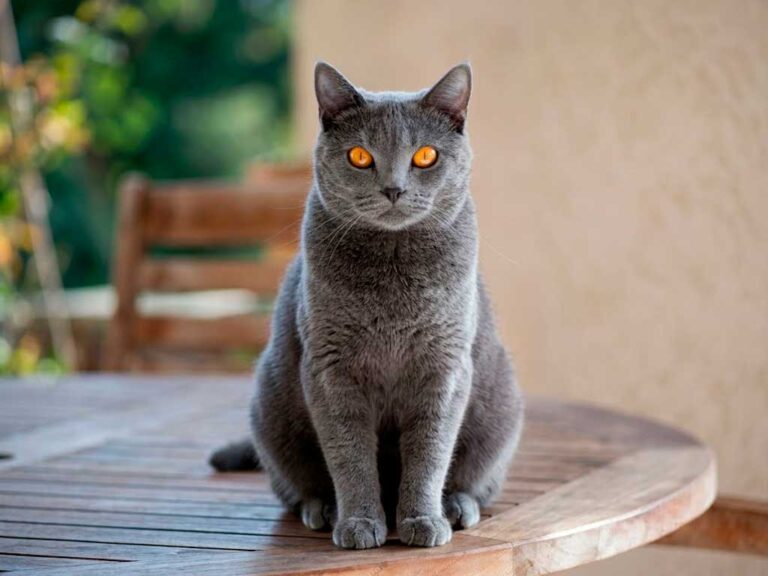 Chartreux Cat: The Blue ‘Silent Monk’ Breed of France
