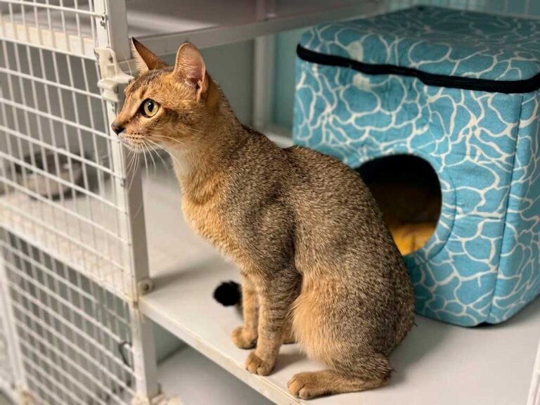 Chausie Cat: Living With a Domestic Jungle Cat Hybrid