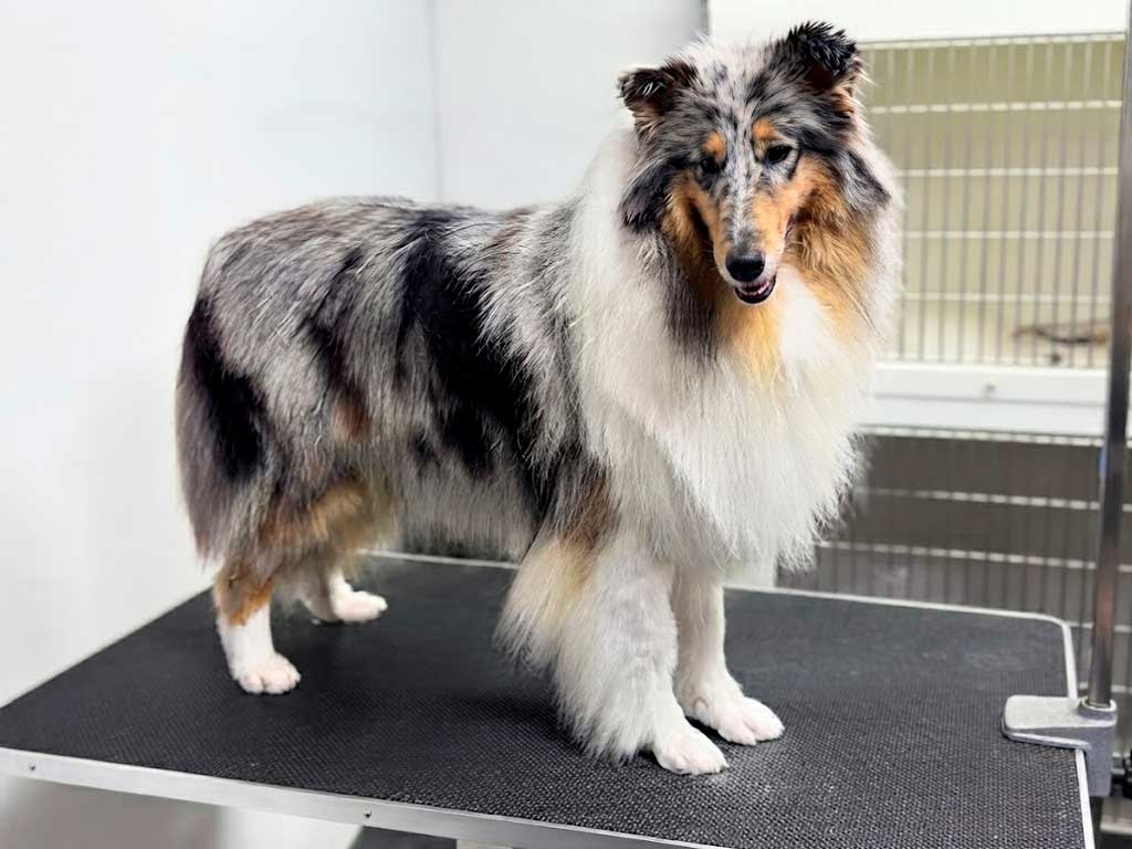 Collie Blue Merle: The Showstopper