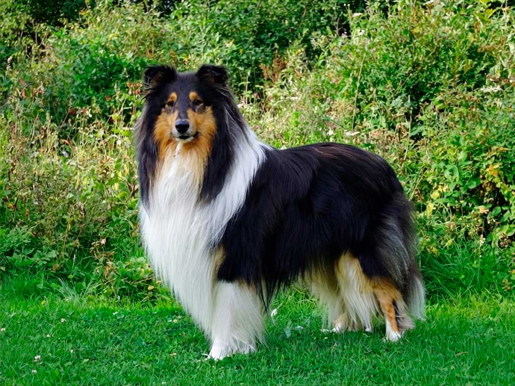 Collie Tricolor