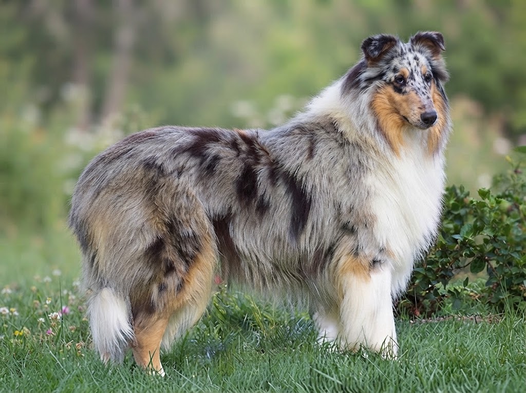 Collies The Genetics Behind Merle