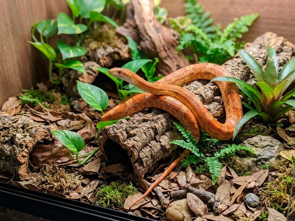 Corn Snake as a Pet: Complete Beginner Guide