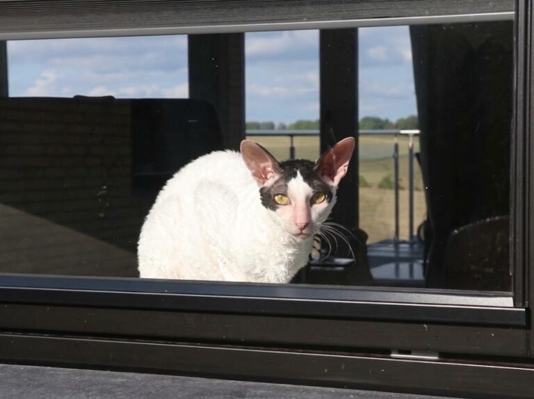 Cornish Rex Cat: The Greyhound-Shaped Clown in Curls