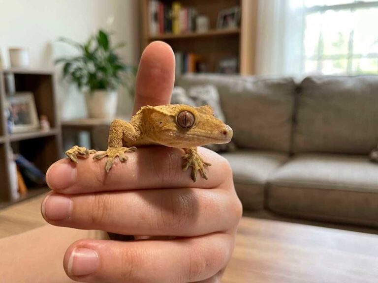 Crested Gecko Care: The Complete Beginner Guide