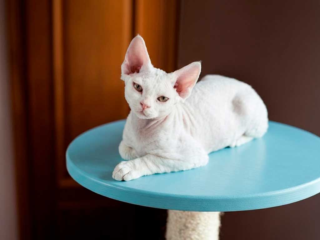 Devon Rex: Meet the Pixie-Faced Cat That Follows You Everywhere