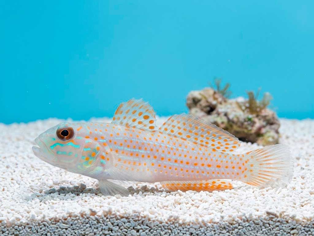 Diamond Goby Care Guide: Sand Sifting & Tank Setup