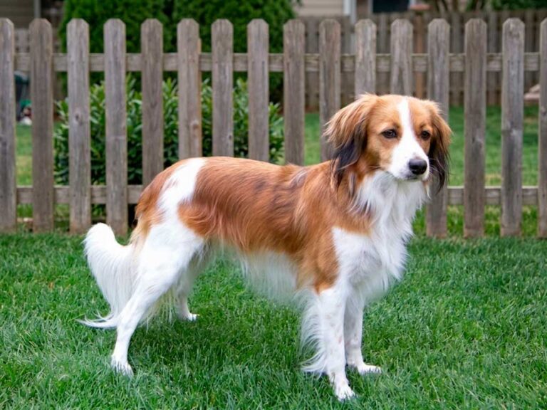 Dutch Spaniel (Kooikerhondje): The Duck-Luring Dog of Holland