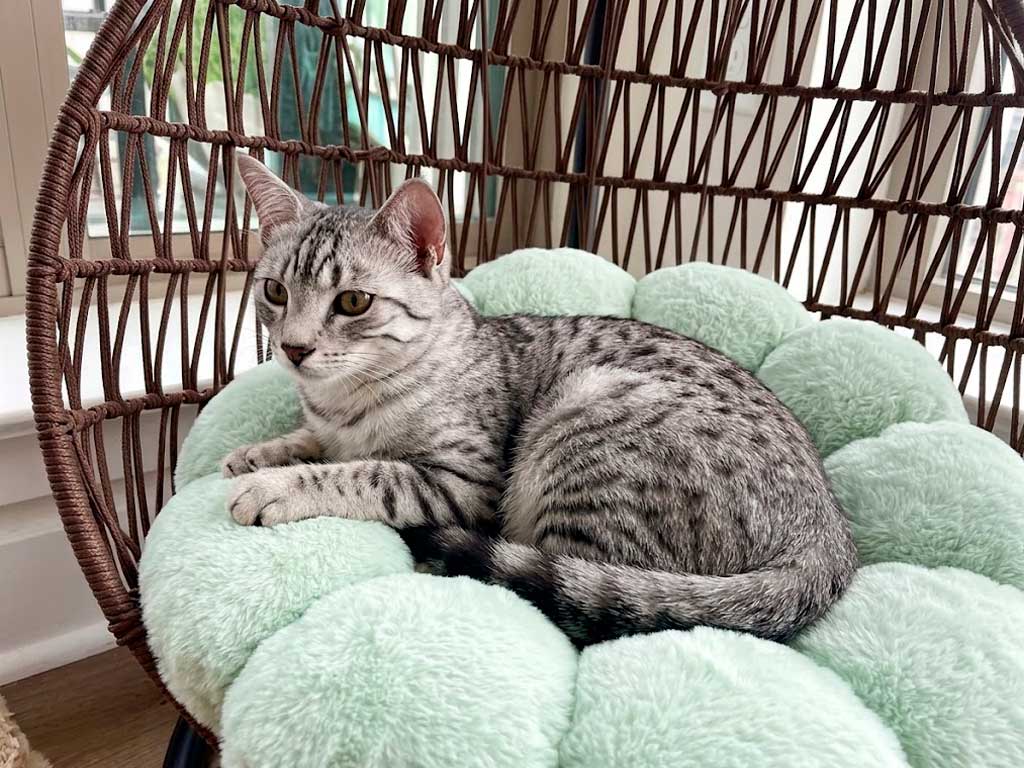 Egyptian Mau: The Only Naturally Spotted Domestic Cat