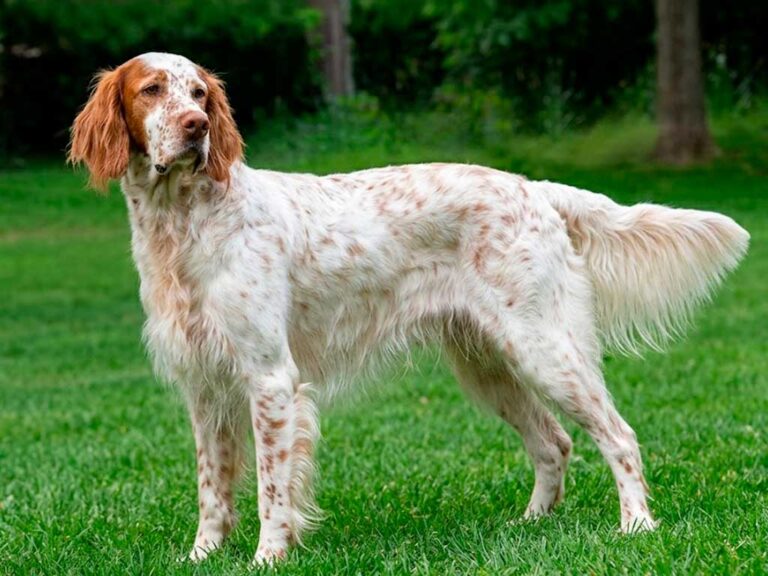 English Setter Dog Breed
