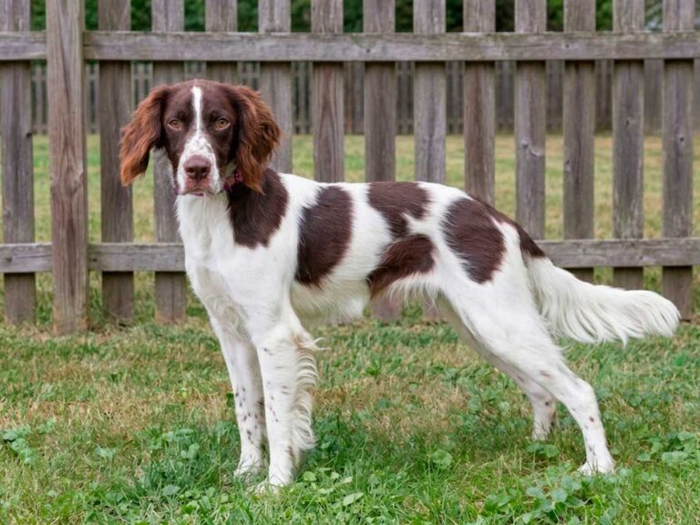 English Springer Spaniel: Once the Same Breed as the Cocker Spaniel