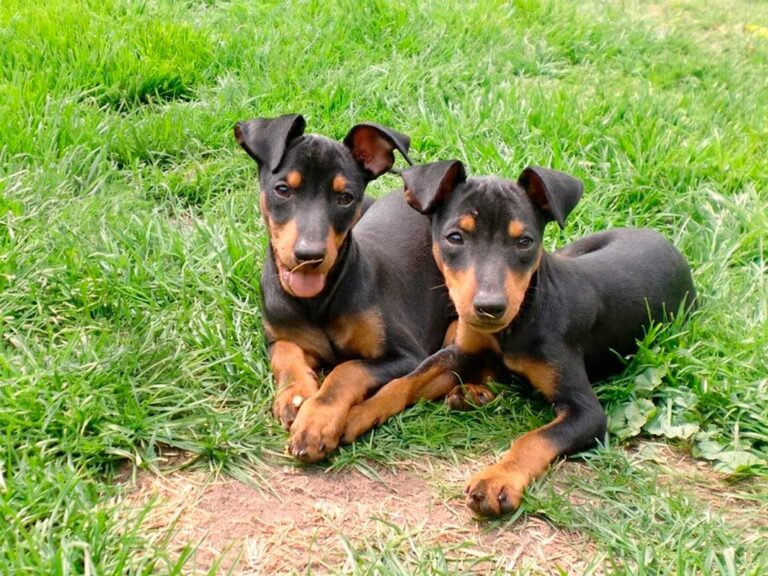 English Toy Terrier Dog Breed: The Original Purse Dog