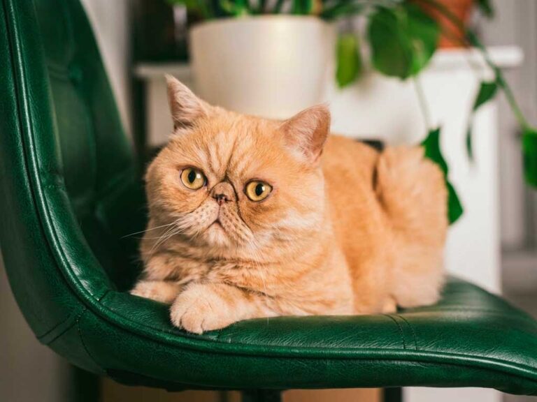 Exotic Shorthair Cat: The 'Lazy Man's Persian' Explained