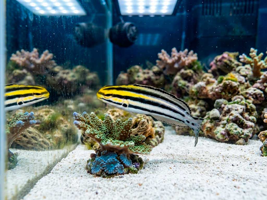 Fang Blenny Care Guide: Venom, Mimics & Tank Setup