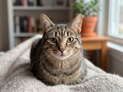 Feline Grimace Scale Calculator