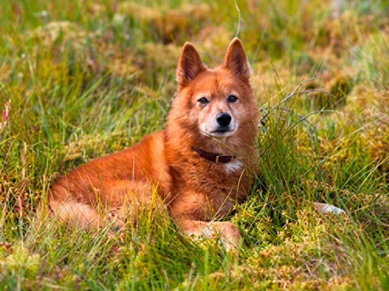 Finnish Spitz Dog Breed: Finland's Official King of Barkers