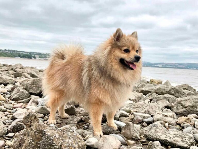 German Spitz Dog Breed: The Viking-Era Ancestor of the Pomeranian