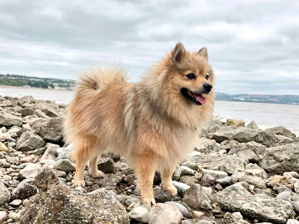 German Spitz Dog Breed: The Viking-Era Ancestor of the Pomeranian