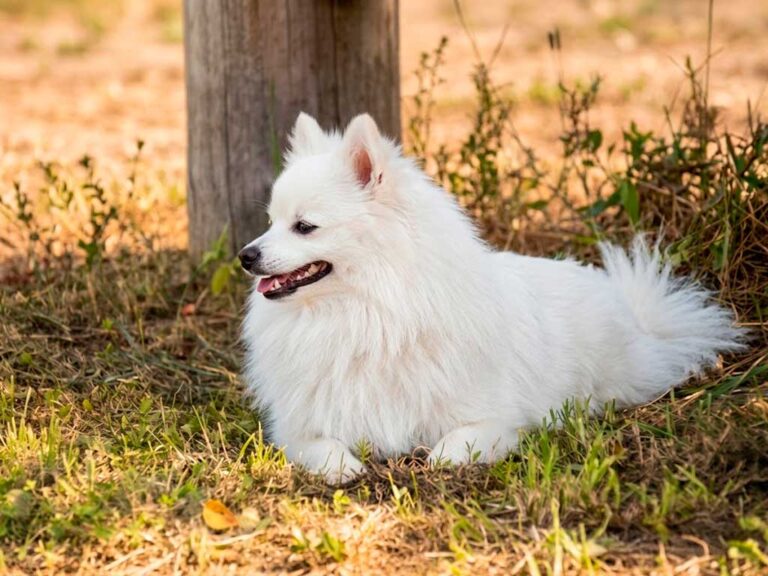 German Spitz Klein: Small Dog That Guarded Ships