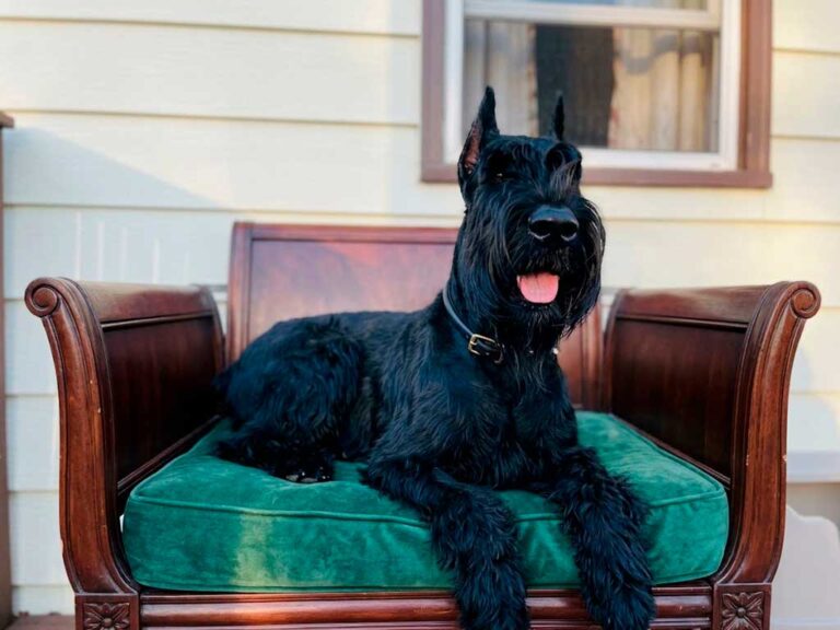 Giant Schnauzer Breed Guide: Is This Dog Right for You?