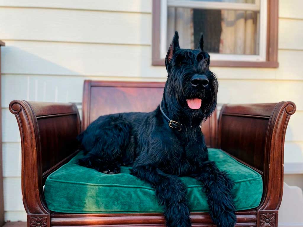 Giant Schnauzer Breed Guide: Is This Dog Right for You?