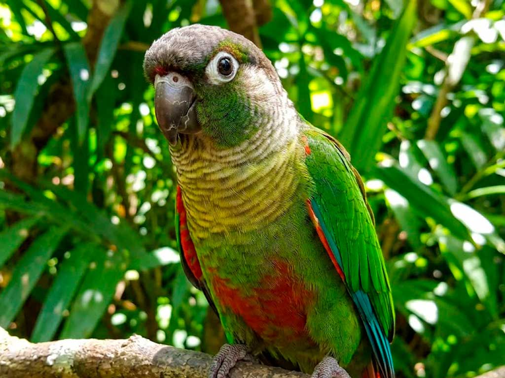 Green Cheeked Conure Care Guide: Everything to Know