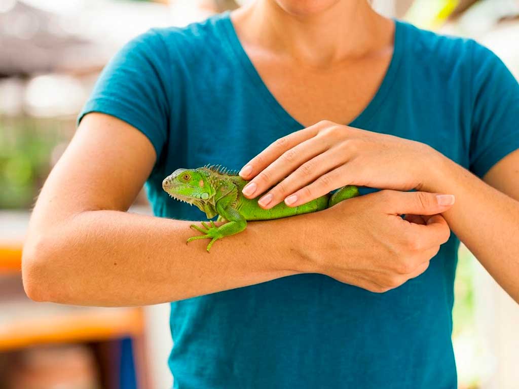 Green Iguana Care: The Complete Beginner Guide