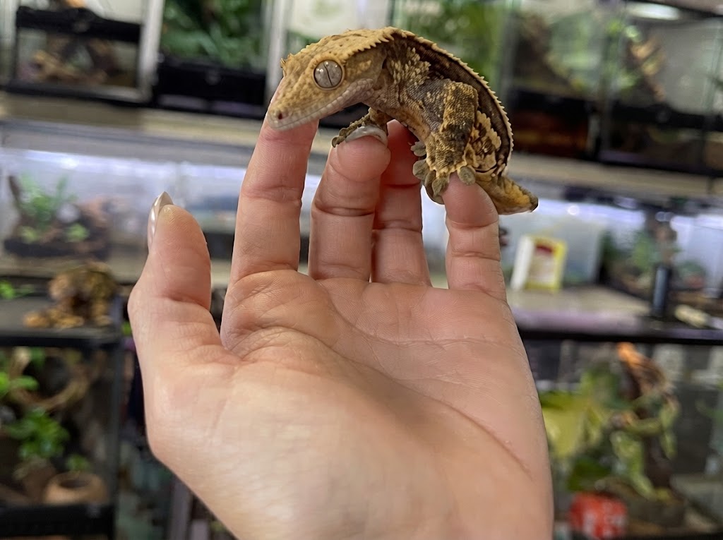 Handling and “Firing Up” crested gecko